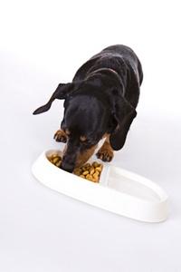 Dog eating