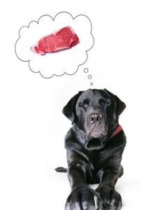 Dog thinking of steak