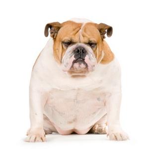Bulldog