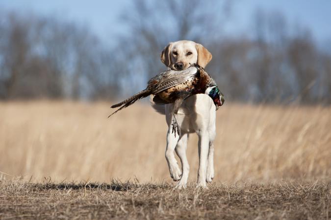 Yellow Labrador Retrieving a Pheasant