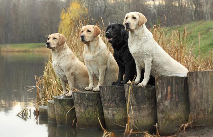 Labrador Retrievers in field trials