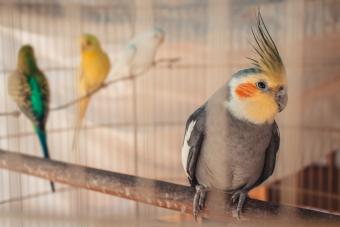 Female Cockatiel in cage