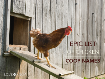 Epic chicken coop names