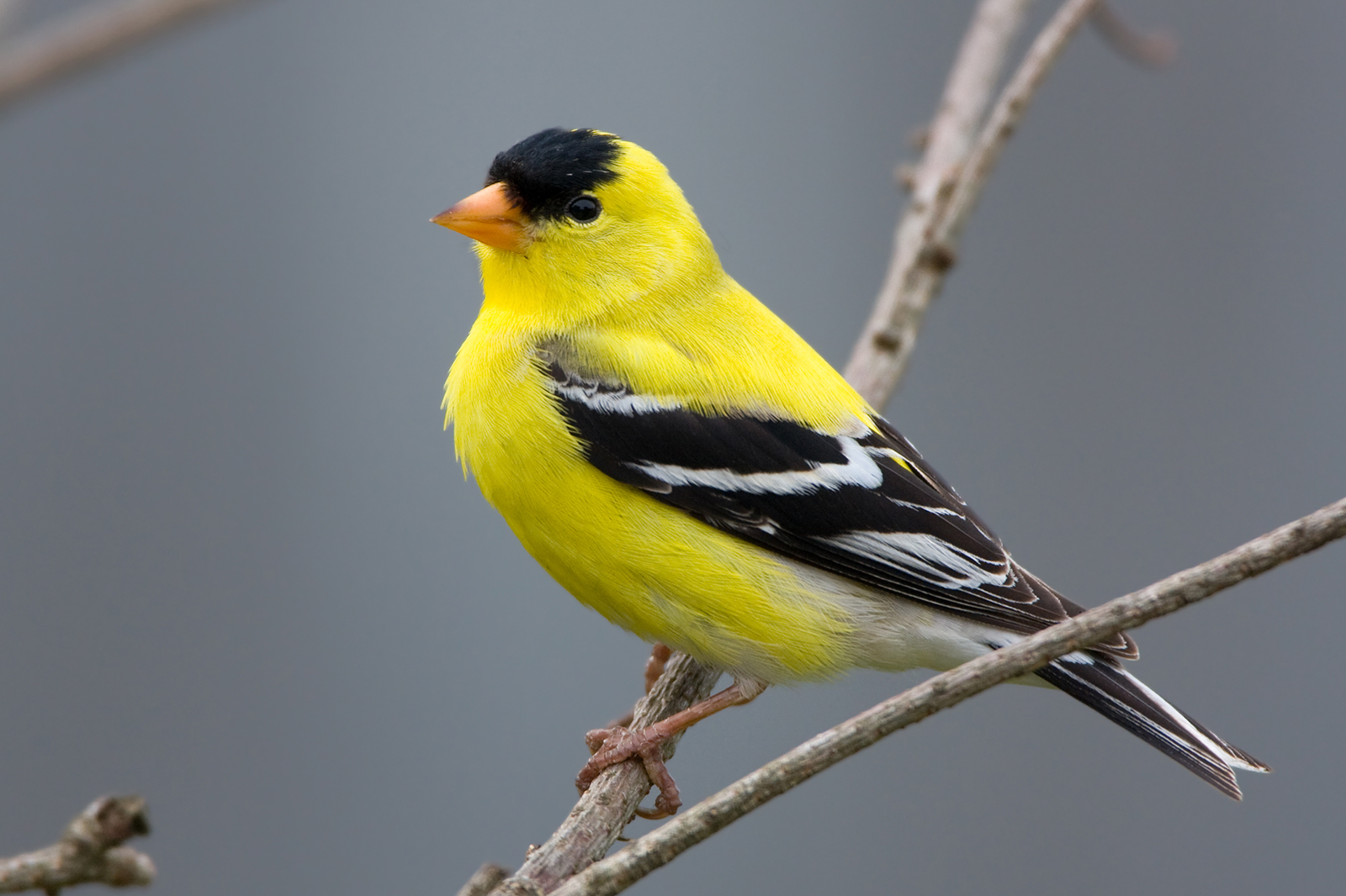 Yellow Finches Yellow Finches