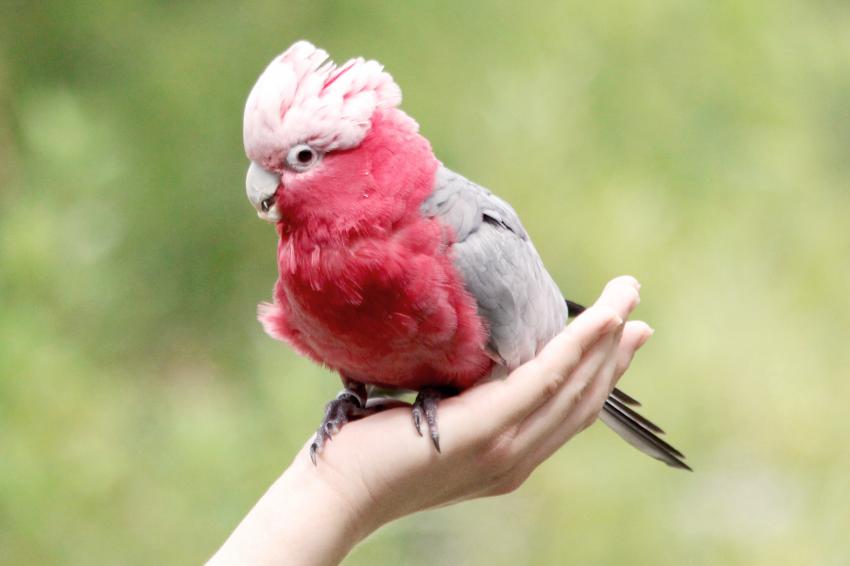 6 Most Expensive Pet Birds With Some Truly Cuckoo Prices LoveToKnow Pets