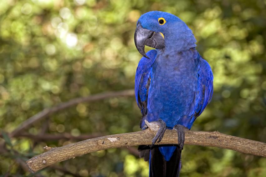6 Most Expensive Pet Birds With Some Truly Cuckoo Prices LoveToKnow Pets
