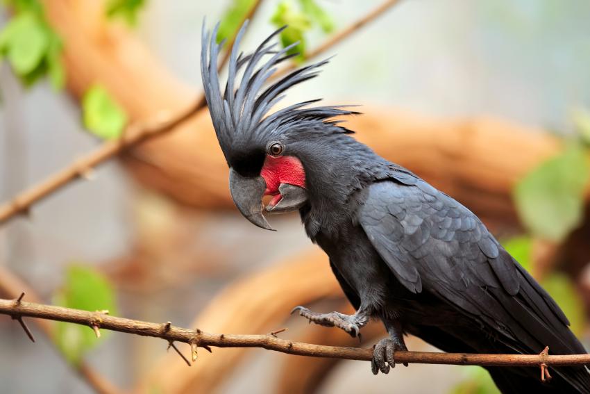 6 Most Expensive Pet Birds With Some Truly Cuckoo Prices LoveToKnow Pets