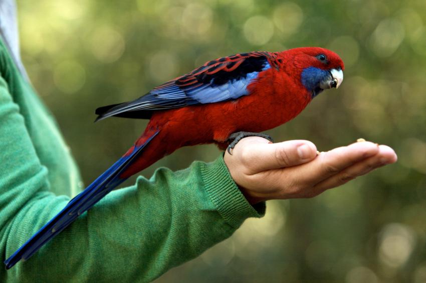 6 Most Expensive Pet Birds With Some Truly Cuckoo Prices LoveToKnow Pets