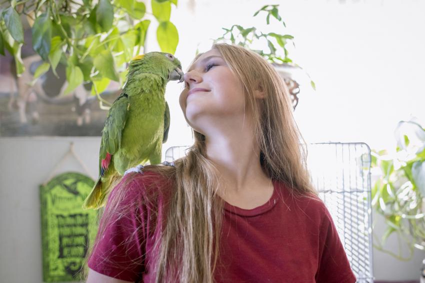 6 Most Expensive Pet Birds With Some Truly Cuckoo Prices LoveToKnow Pets