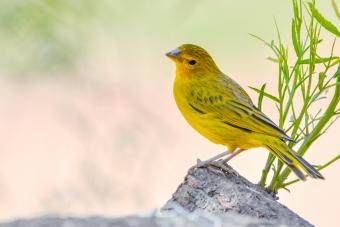 Yellow Canary 