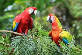 Scarlet Parrots