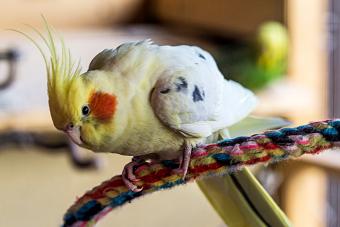 Adult male cockatiel