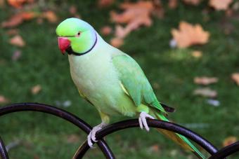 Rose-Ring Necked Parakeet