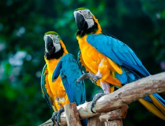 blue-gold-macaw-1300092118.jpg