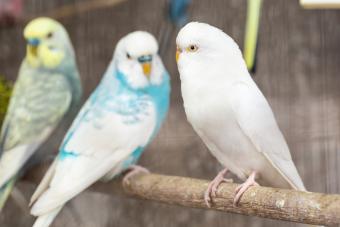 albino-budgie-1014916138.jpg