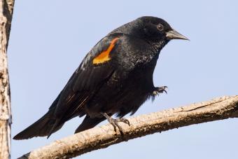 Male Red-Winged Blackbird on One Leg