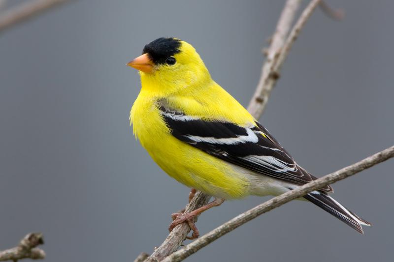 5 Fascinating Yellow Pet Birds, From Canaries to Conures LoveToKnow Pets