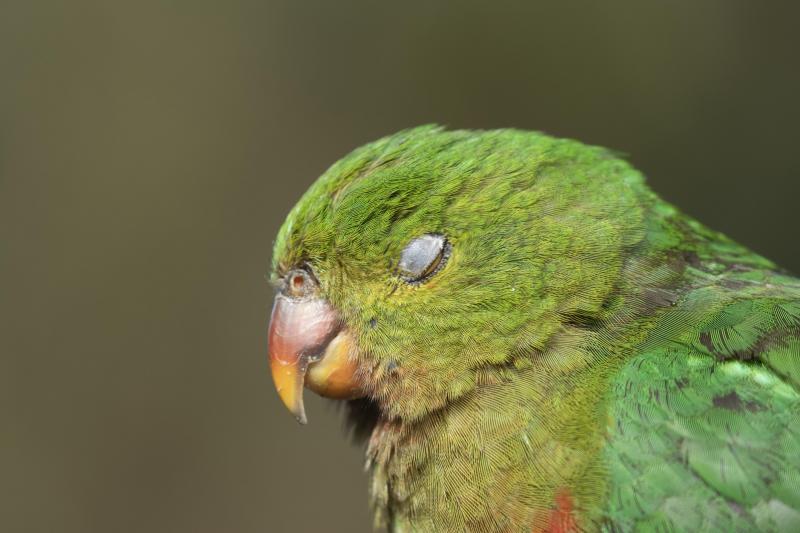 6 Facts About How Pet Birds Sleep and What They Need LoveToKnow Pets