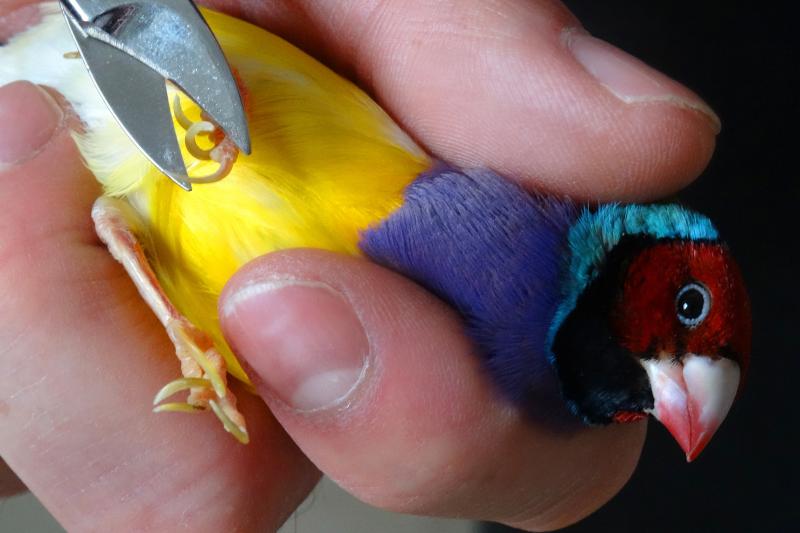 StepbyStep Bird Nail Trimming Guide for an Impeckable Pedi