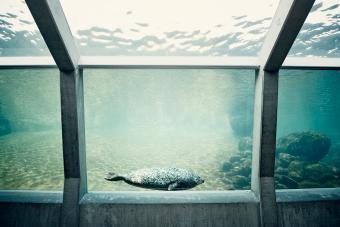 Seals in Aquarium