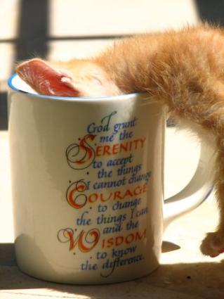 Cat Drinking From Mug
