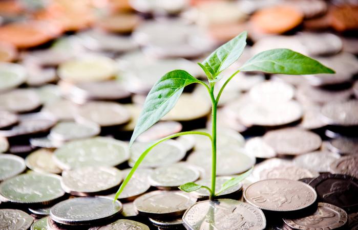 Nuevo brote creciendo de una pila de monedas