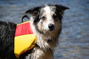 https://cf.ltkcdn.net/business/images/slide/293722-847x567-dogwatersafety.jpg