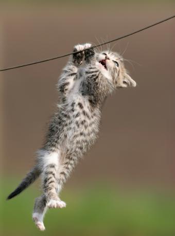 https://cf.ltkcdn.net/business/images/slide/293724-596x805-danglingcat.jpg