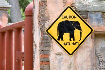 https://cf.ltkcdn.net/business/images/slide/293727-848x566-elephantcrossing.jpg