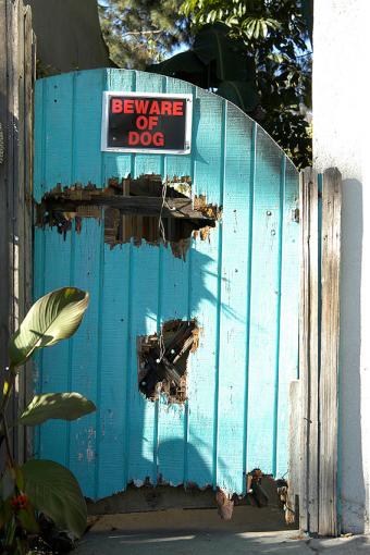 https://cf.ltkcdn.net/business/images/slide/293733-567x850-beware-of-dog.jpg