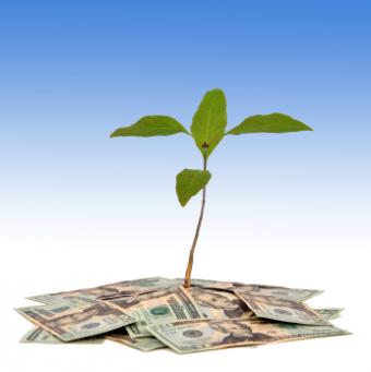 Small business concept of seedling growing in money