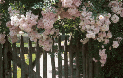 Blooming shrub over picket fence in landscape
