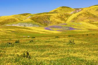 Carrizo Plain National Monument in Spring