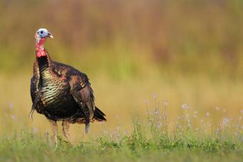Wild Turkey and Wildflowers