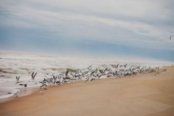 Flock of seagulls flying out of the ocean