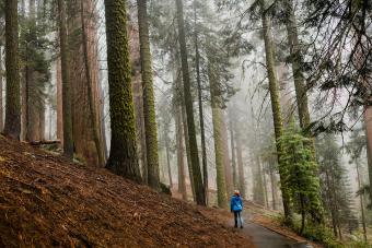 https://cf.ltkcdn.net/camping/images/slide/276806-850x566-sequoia-kings-canyon-national-park.jpg