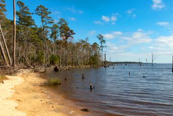 https://cf.ltkcdn.net/camping/images/slide/276839-850x567-goose-creek-state-park.jpg