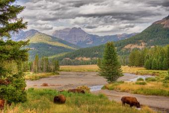 https://cf.ltkcdn.net/camping/images/slide/276840-850x566-yellowstone-national-park-1.jpg
