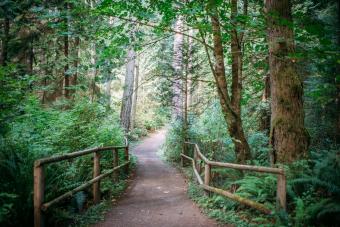 Summer morning in bridle trails state park, Bellevue, WA