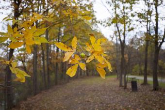 Walnut Woods State Park
