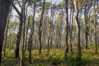 Shawme-Crowell State Forest