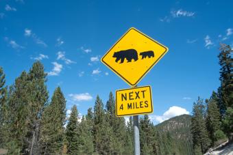 Bear warning sign on highway 56, South Lake Tahoe, Nevada, USA