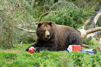 A brown bear trashing a campground and eating all of the food