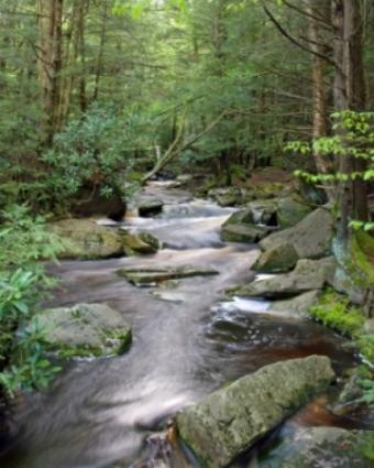 Hiking the Canaan Valley