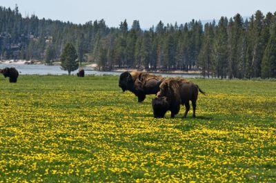 Yellowstone