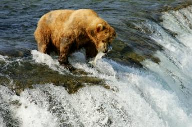 Incredible Alaska adventures await!