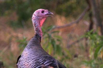 See wildlife on the trail.