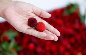 Two Bayberry Varieties