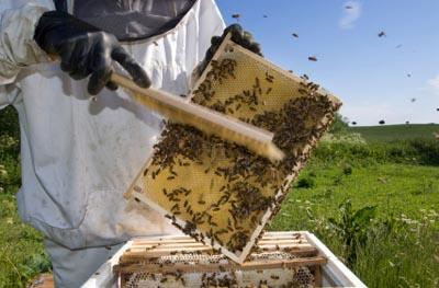 Beeswax is great for making natural candles