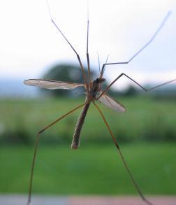 Repel insects with handmade citronella candles